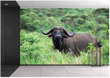 Wall26 Cape Race Buffalo In Ngorongoro Conservation Area
