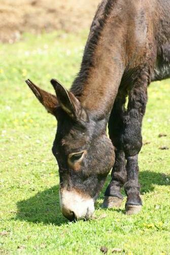 Donkey Photos Wallpaper Desktop Background