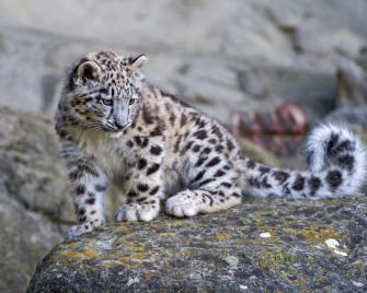 Snow Leopard Full HD Wallpaper And Image