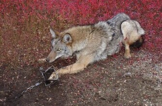 Coyote Wallpaper