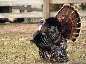 Desktop Wallpaper Animals Birds Background Wild Turkey