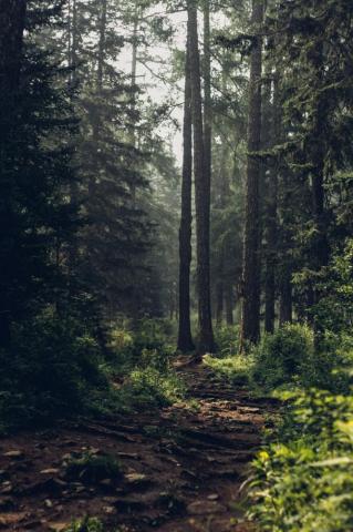 Forest Wallpaper HD Hq