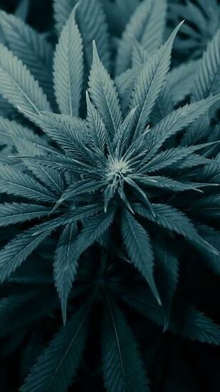 iPhone Plus Nature Wallpaper
