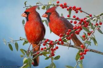 Wallpaper Red Cardinal Cardinals Birds Couple