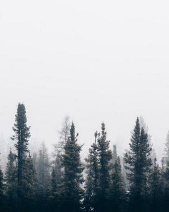 Pine Tree Pictures Image Stock Photos