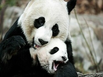 Panda Wallpaper Size X