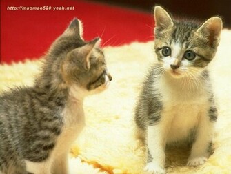 Cute Kitten Wallpaper Kittens