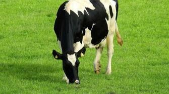 Holstein Cow Wallpaper iPhone Android Desktop Background