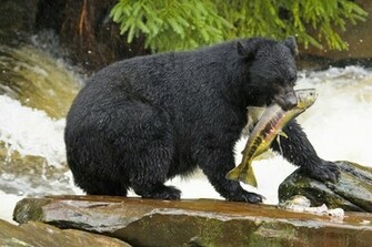 Black Bear Background Wallpaper