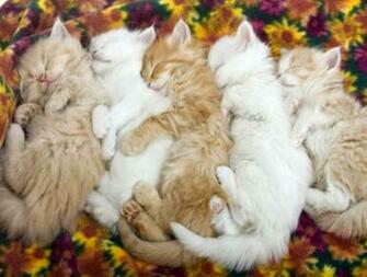 Cute Kitten Wallpaper For Desktop