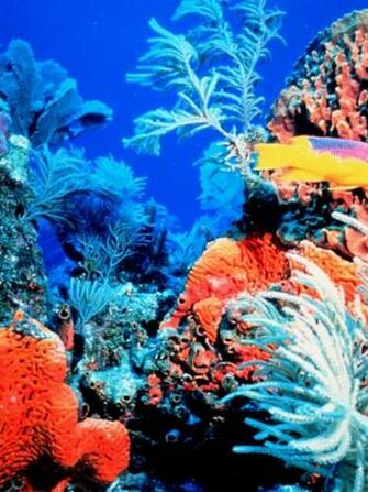 Colorful Coral Reef HD
