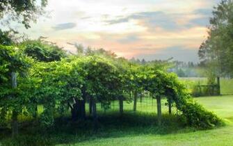 Milkes Vineyard Desktop Pc And Mac Wallpaper