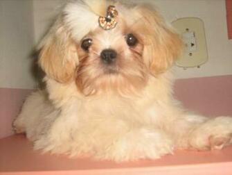 Cachorros Raa Shih Tzu 20141031023850jpg HD Walls Find Wallpaper