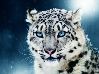 Tiger Siberian Or Amur White Cubs