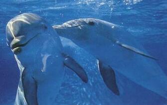 Dolphins Image Cute Wallpaper Photos