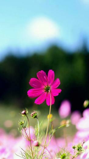 iPhone Plus Wallpaper Flowers