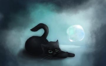 Cute Black Cat Background Wallpaper Teahub Io