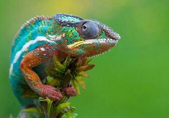Most Beautiful Animals Birds Wildlife Wild Life