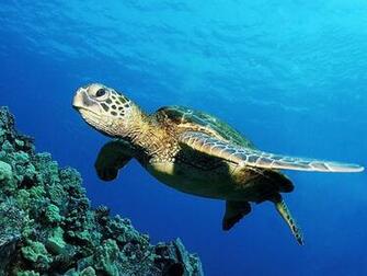 Turtle Wallpaper Green Sea For Desktop