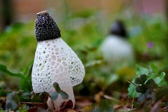 Earth Mushroom Wallpaper