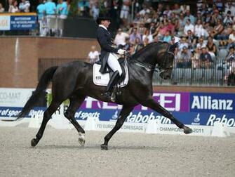 Dressage Wallpaper