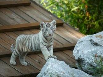 Baby White Tiger Wallpaper