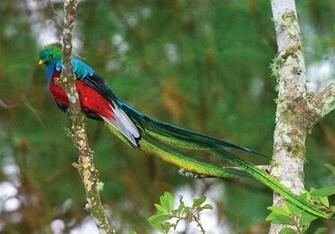 Quetzal Flying Wallpaper HD Background Desktop Ecro