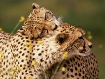 Prints Africa Kenya Wallpaper Affectionate Jpg X