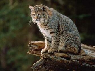 Beautiful Bobcat In The World