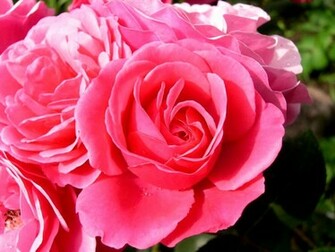 Pink Rose Desktop Wallpaper Flower