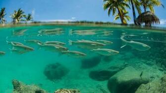 Tahiti Lagoon High Quality And Resolution Wallpaper On