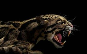Animals Teeth Black Background Clouded Leopards Wallpaper