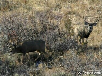 Mule Deer Wallpaper Weddingdressin