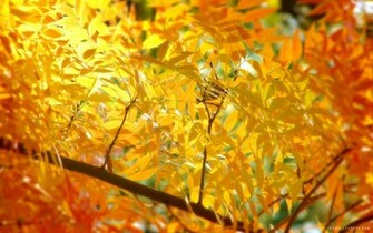 Fall Foliage HD Wallpaper IHD