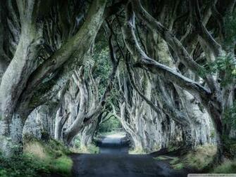 Dark Hedges Northern Ireland 4k HD Desktop Wallpaper For