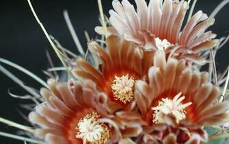 Cactus Flowers Wallpaper