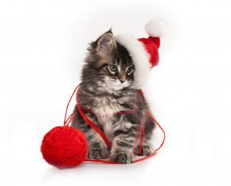 Image Kittens Cats New Year Winter Hat Animals