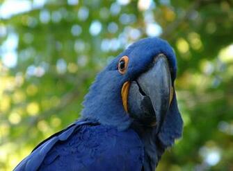 Animal Hyacinth Macaw Wallpaper
