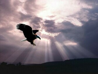 Flying Birds Wallpaper Pictures Eagle
