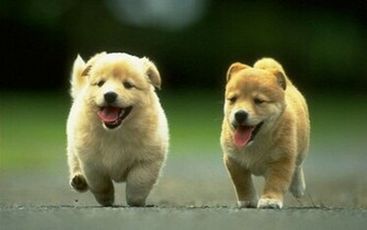 Dog Wallpaper HD In Animals Imageci