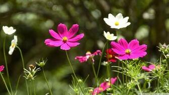 Spring Flowers Wallpaper HD Ideas About Fond D Cran