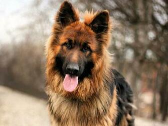German Shepherd Dog Wallpaper