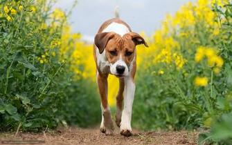 Wallpaper Dog Summer Field Rape Desktop In