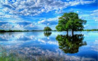 Trees In The Water Wallpaper Nature