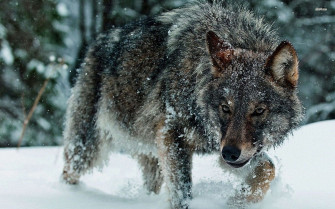 Majestic Wolf In Snow Wallpaper