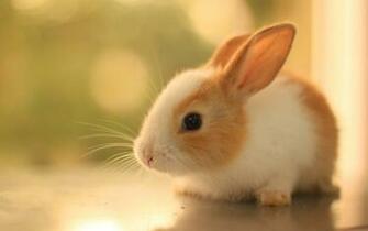 By Stephen Comments Off On Cute Baby Bunny HD Wallpaper