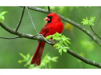 Spring Has Come Wallpaper Animals