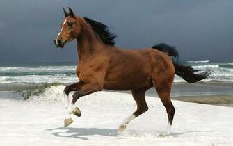 Horse On A Beach Widescreen Wallpaper