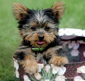 Yorkshire Terrier Puppy Jpg