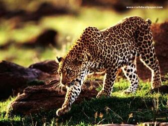 Tiger HD Wallpaper Widescreen Collection